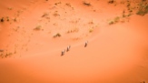 Gli orici possono resistere nel deserto senza bere per giorni, ricavano l’acqua dai pochi cespugli di erba e dalle foglie limitando al minimo la dispersione dei liquidi corporei (foto di Andrea Mazzella)