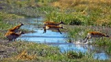 Un gruppo di Lechwe (antilopi rosse) nel Caprivi, la regione più settentrionale della Namibia ricca di acqua (foto di Andrea Mazzella)