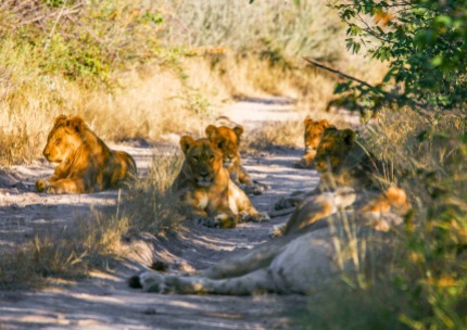Una famiglia di leoni sbarra la strada in una delle riserve ai confini del Parco Nazionale Etosha (foto di Andrea Mazzella)